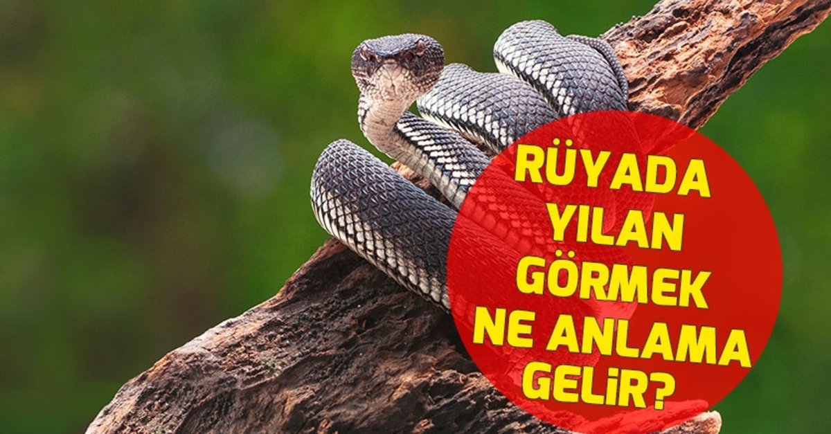 Rüyada Yılan Görmek - Tabiri ve Anlamı